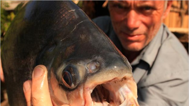 Nella Senna il pesce mordi-testicoli