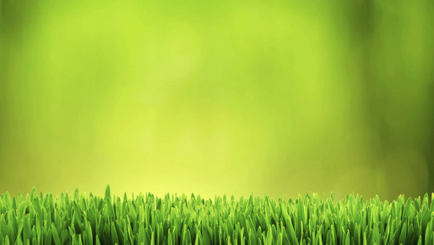 Come fare giardinaggio risparmiando acqua