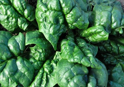 Problemi di memoria? Mangia gli spinaci