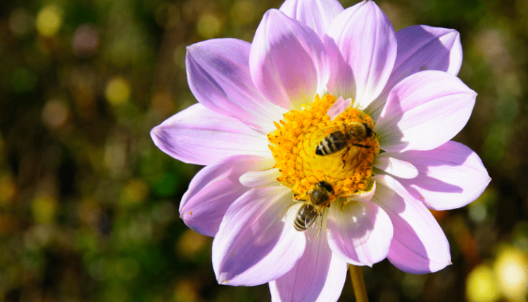 L’importanza delle Api per l’ambiente