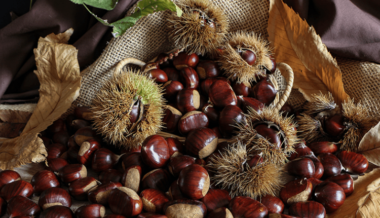 castagne