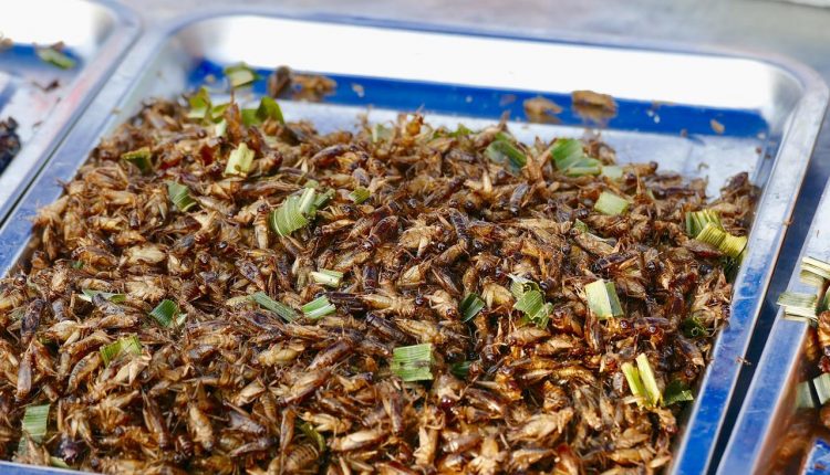 Nel-futuro-mangeremo-insetti