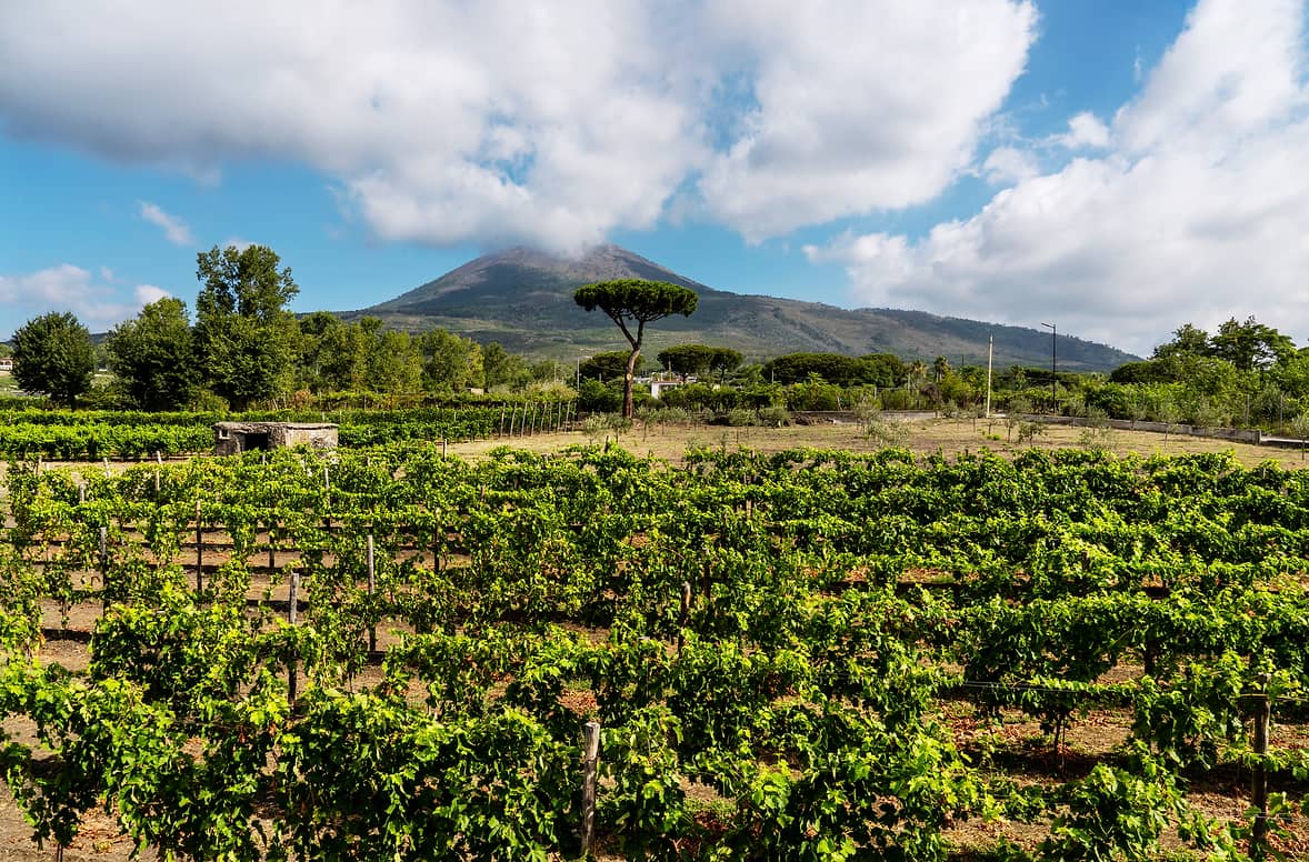 veduta di una vigna di pompei con il vesuvio sullo sfondo