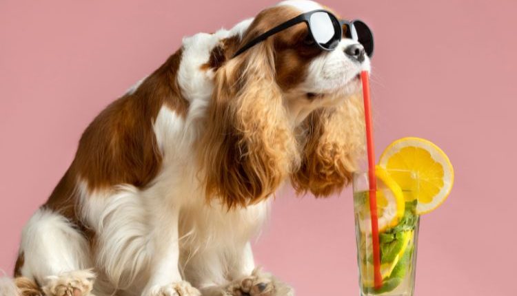 Immagine di un tenero cane davanti ad un succo, a simboleggiare la difficoltà degli animali con il caldo