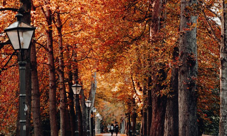Paesaggio autunnale, simbolo degli Italiani in autunno