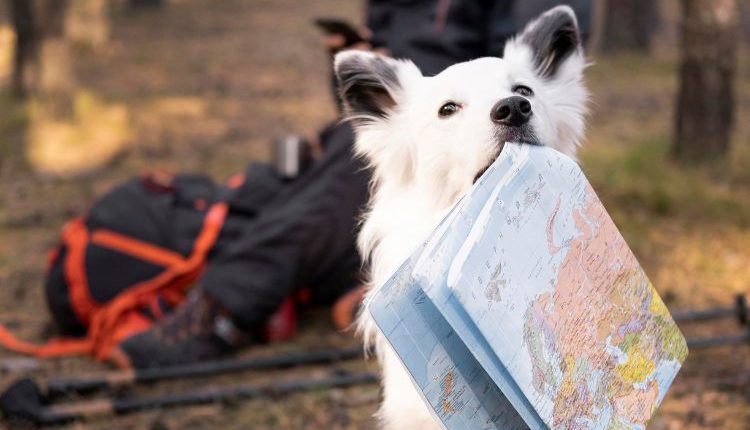 Cane con in bocca una mappa, simbolo di viaggiare con animali