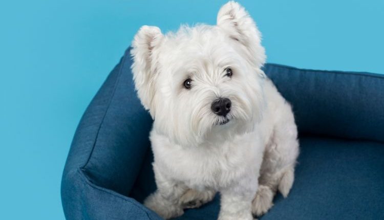 Maltese, uno dei Cani da appartamento