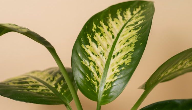 Una delle piante che purificano l’aria in casa